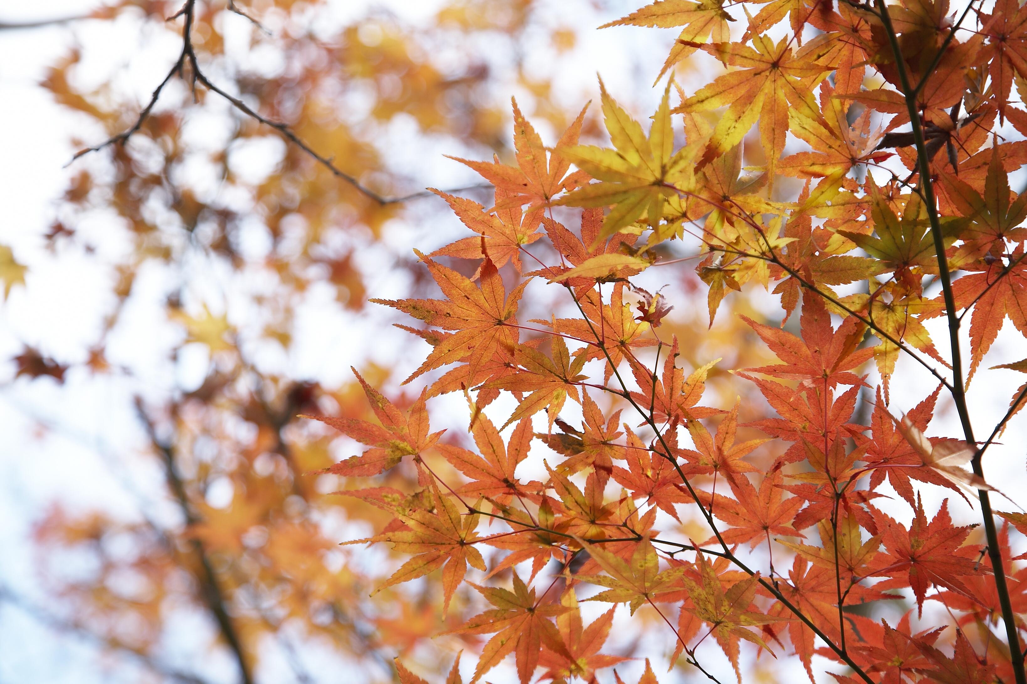 Hotell Grand Shin Takanawa